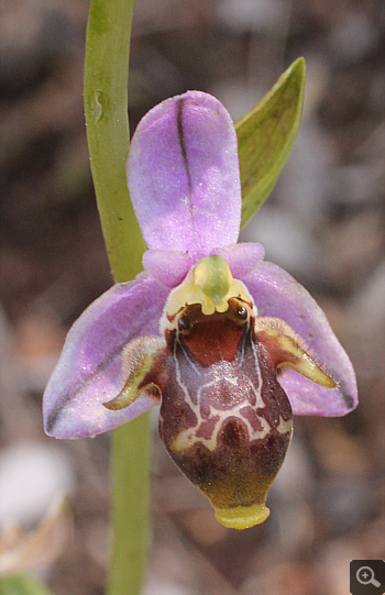 Ophrys oestrifera ssp. stavri, Agia Marina.