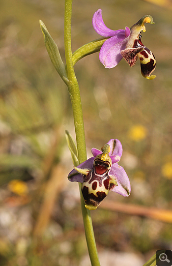 Ophrys oestrifera ssp. stavri, Mani.