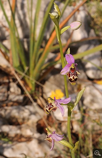 Ophrys oestrifera ssp. stavri, Mani.