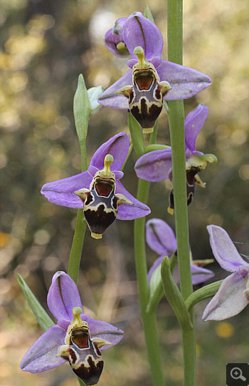 Ophrys oestrifera ssp. stavri, Agia Marina.