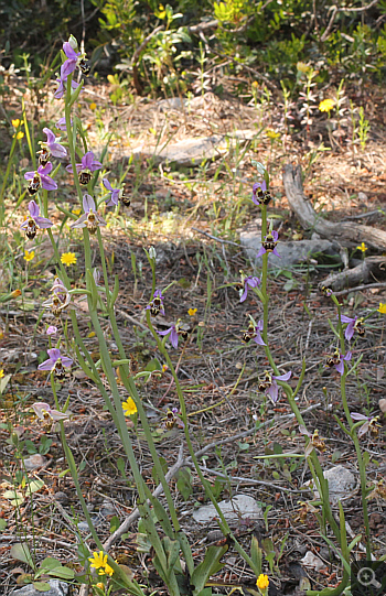 Ophrys oestrifera ssp. stavri, Agia Marina.