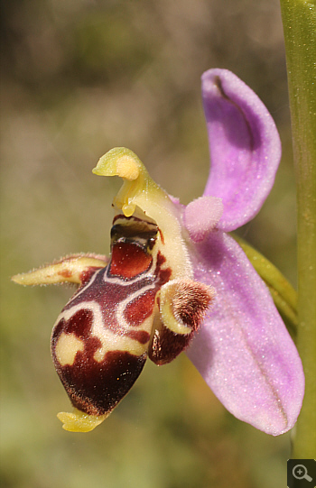 Ophrys oestrifera ssp. stavri, Ramnounta.