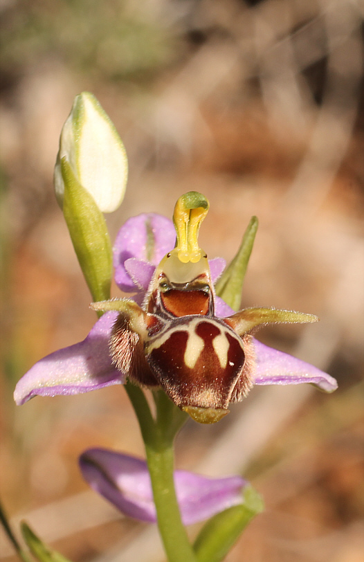 Ophrys oestrifera ssp. stavri, Agia Marina.