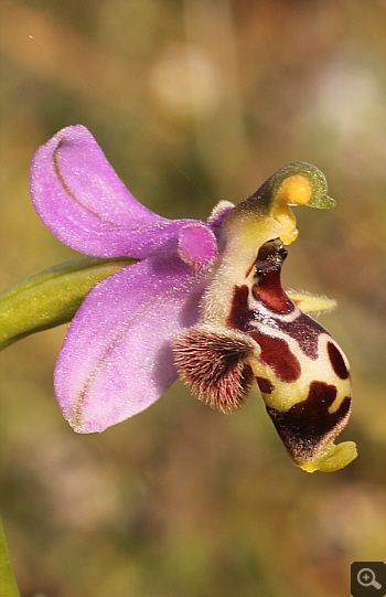 Ophrys oestrifera ssp. stavri, Mani.