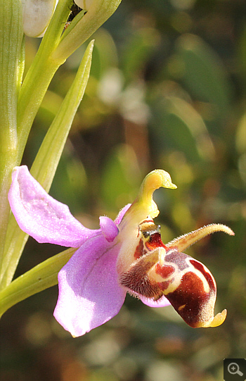 Ophrys oestrifera ssp. stavri, Ramnounta.