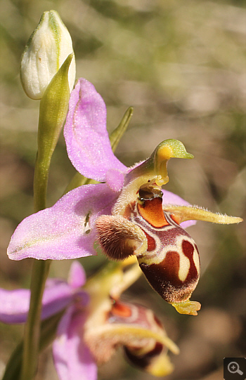 Ophrys oestrifera ssp. stavri, Agia Marina.