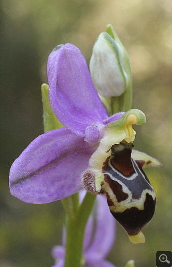 Ophrys oestrifera ssp. stavri, Agia Marina.