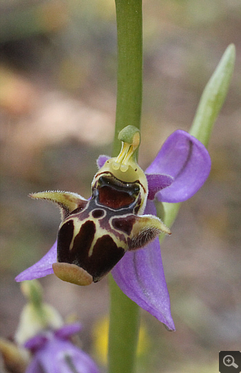 Ophrys oestrifera ssp. stavri, Agia Marina.