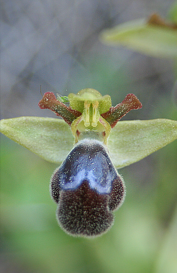 Ophrys omegaifera, Laerma.