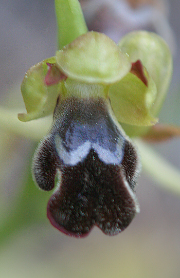 Ophrys omegaifera, Laerma.