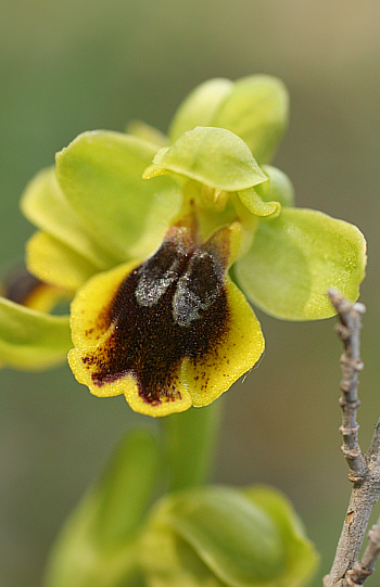 Ophrys ortuabis, Ortuabis.