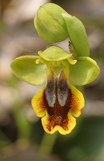 Ophrys ortuabis, Ortuabis.