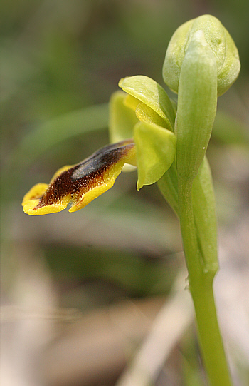 Ophrys ortuabis, Ortuabis.