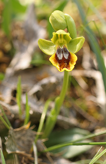 Ophrys ortuabis, Ortuabis.