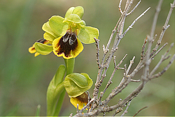 Ophrys ortuabis, Ortuabis.