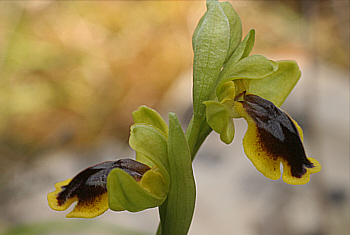 Ophrys ortuabis, Ortuabis.