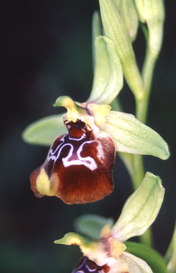 Ophrys oxyrrhynchos, Pantalica.