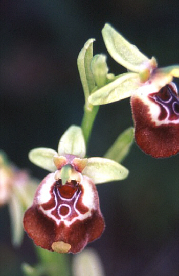 Ophrys oxyrrhynchos, Pantalica.