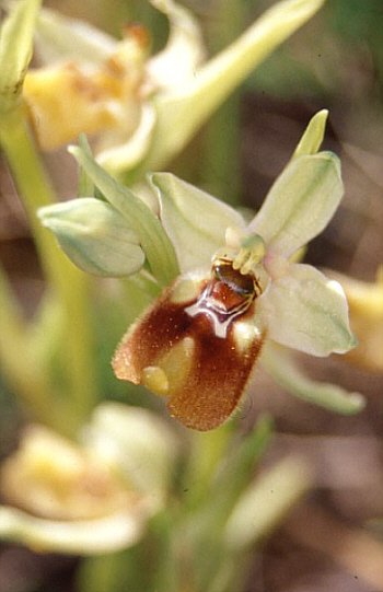 Ophrys oxyrrhynchos, Pantalica.