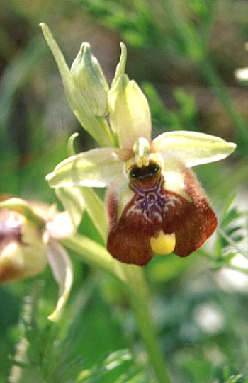 Ophrys oxyrrhynchos, Pantalica.