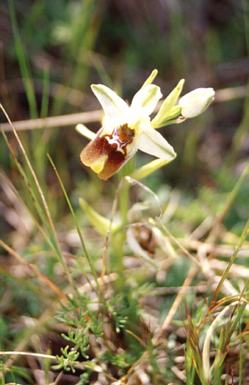 Ophrys oxyrrhynchos, Pantalica.