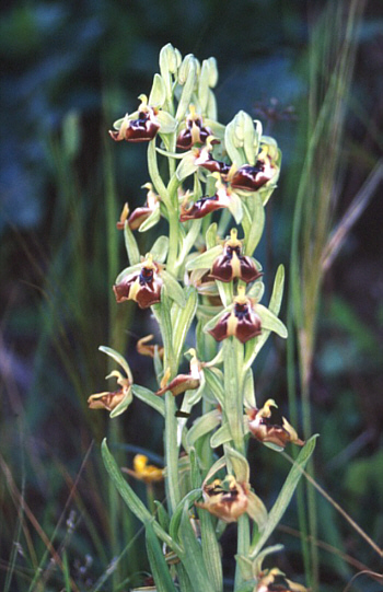 Ophrys oxyrrhynchos, Pantalica.