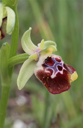 Ophrys oxyrrhynchos, Massafra.