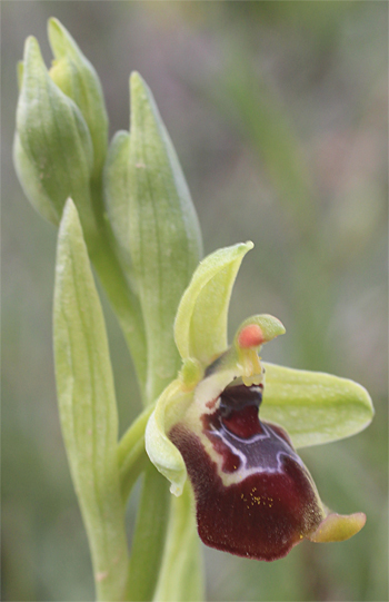 Ophrys oxyrrhynchos, Massafra.