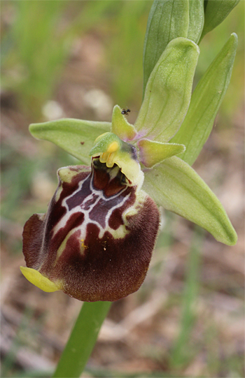 Ophrys oxyrrhynchos, Massafra.