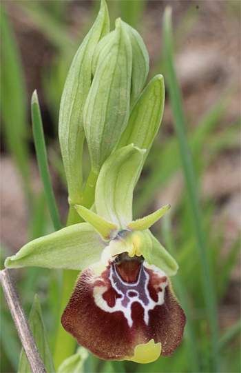 Ophrys oxyrrhynchos, Massafra.