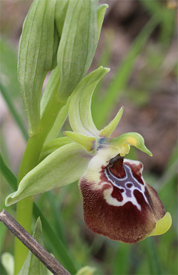 Ophrys oxyrrhynchos, Massafra.