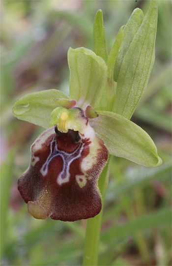 Ophrys oxyrrhynchos, Croce Grande.