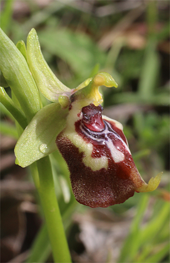 Ophrys oxyrrhynchos, Croce Grande.