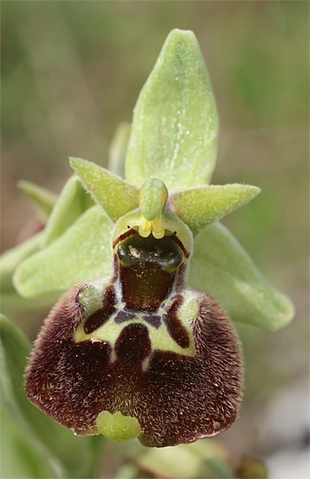 Ophrys oxyrrhynchos, Massafra.