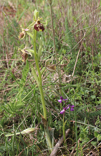 Ophrys oxyrrhynchos, Massafra.