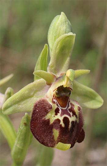 Ophrys oxyrrhynchos, Massafra.