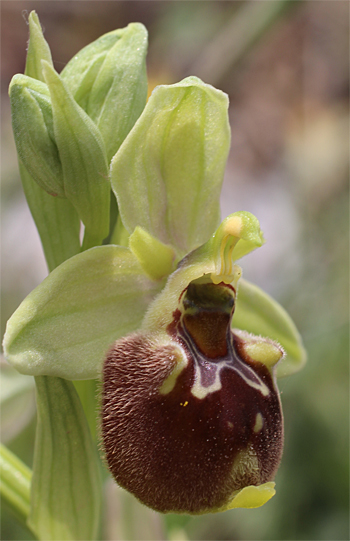 Ophrys oxyrrhynchos, Massafra.