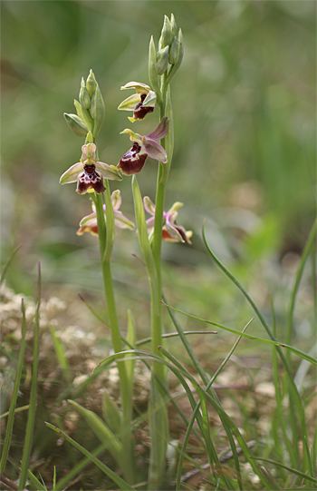 Ophrys oxyrrhynchos, Massafra.