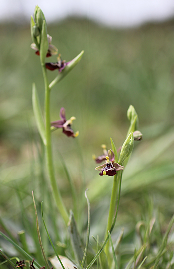 Ophrys oxyrrhynchos, Massafra.