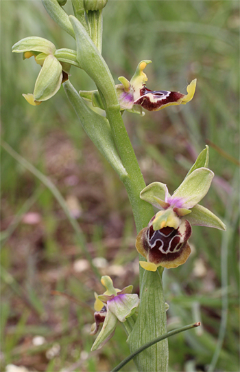 Ophrys oxyrrhynchos, Massafra.