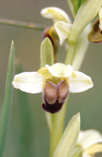 Ophrys pallida, Palermo.