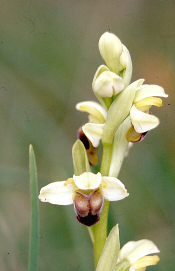 Ophrys pallida, Palermo.