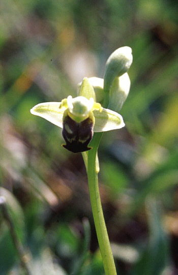 Ophrys pallida, Palermo.