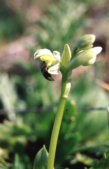 Ophrys pallida, Palermo.