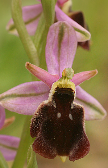 Ophrys panattensis, Dorgali.