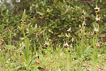 Ophrys panattensis, Dorgali, [mit Aceras antropophorum].