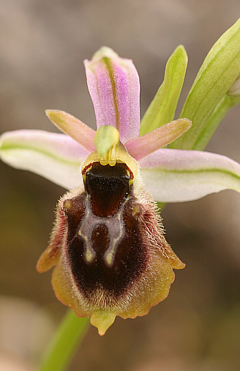 Ophrys panattensis, Dorgali.