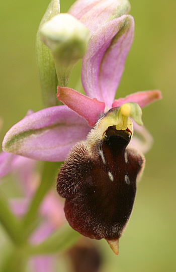 Ophrys panattensis, Dorgali.