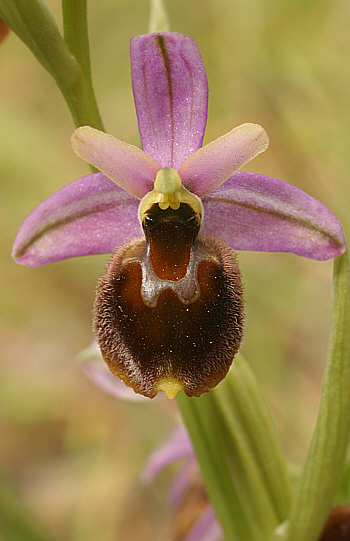 Ophrys panattensis, Dorgali.