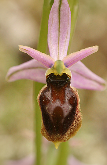 Ophrys panattensis, Dorgali.